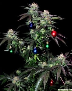 xmas.weed.jpg