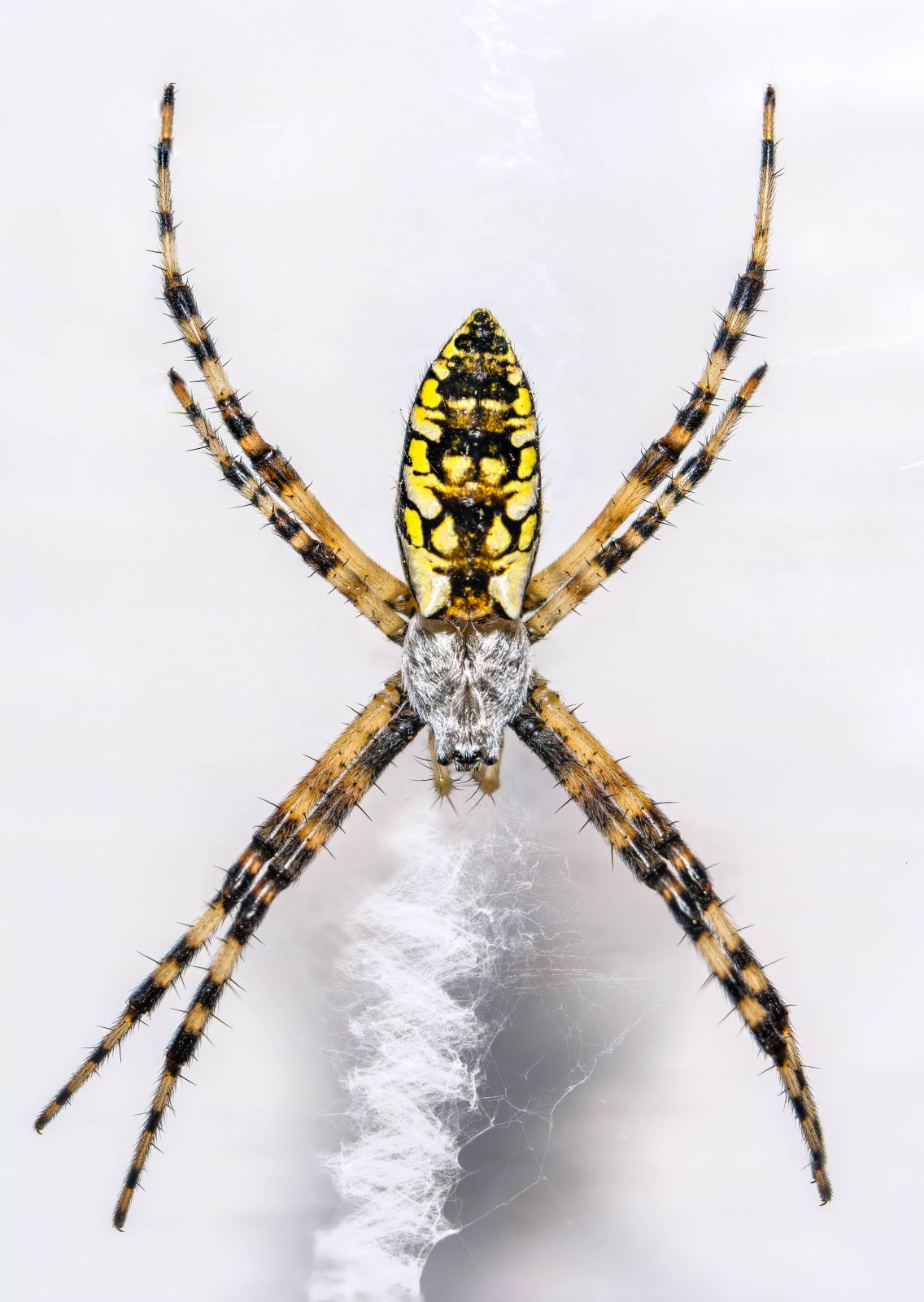 Yellow Garden Spider-1.jpg