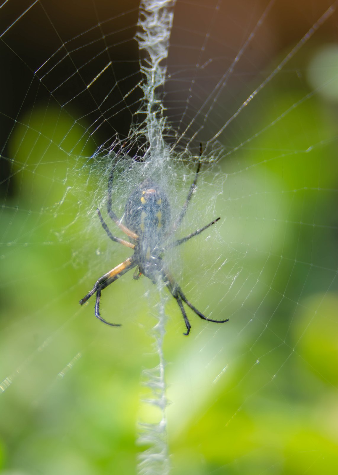 Yellow Garden spider back-1.jpg