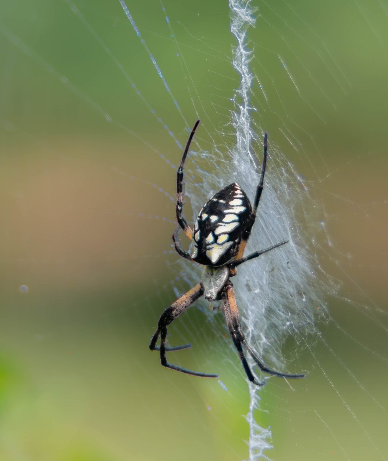 Yellow Garden spider back-2.jpg