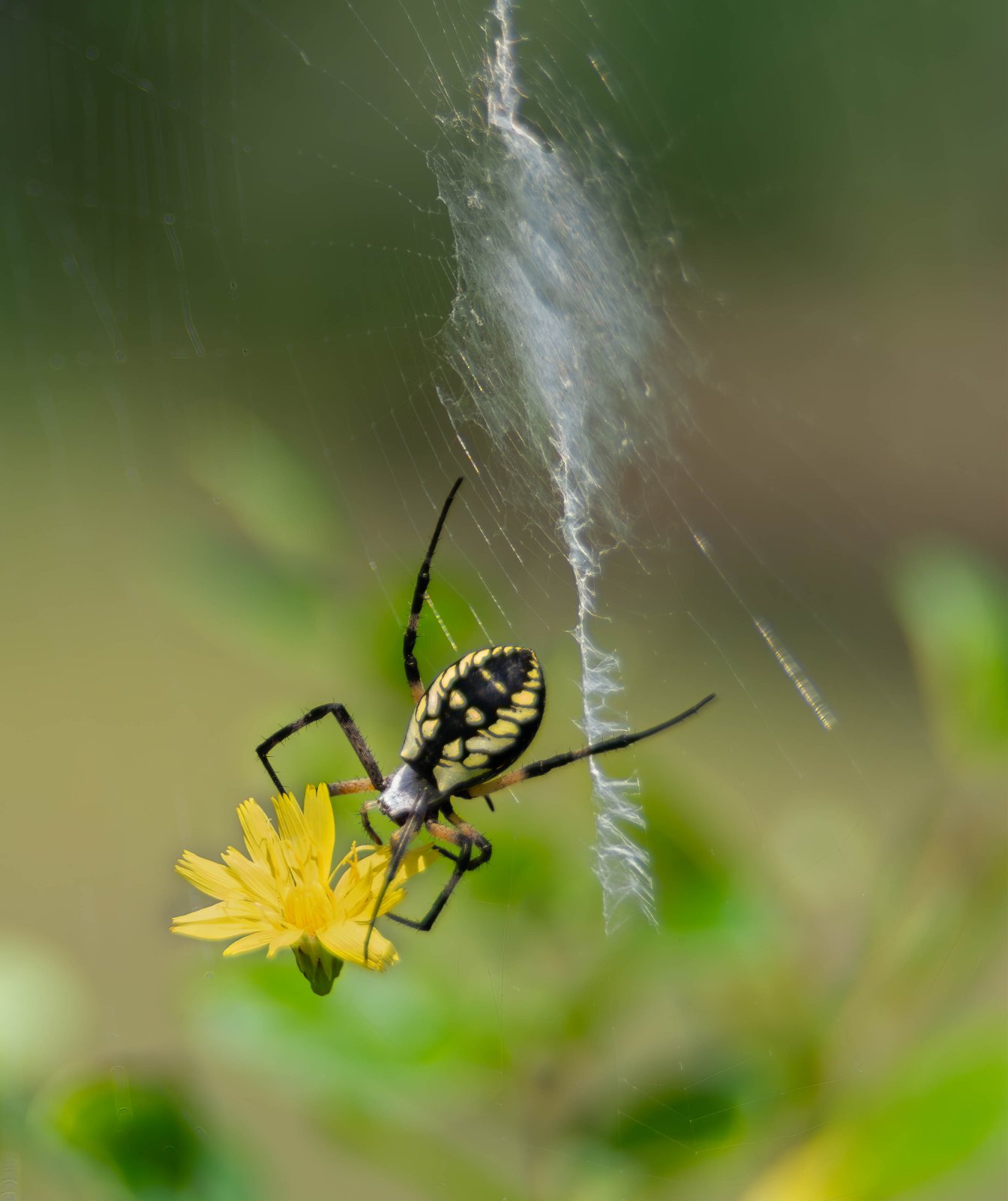 Yellow Garden spider back-4.jpg