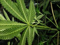 _7286203_BlackIndica-1500.jpg