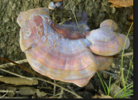 GANODERMA.png