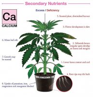 nutrient chart Calcium.jpg