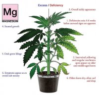 nutrient chart Magnesium only.jpg