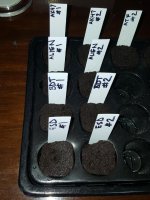 seedlings-day1.jpg