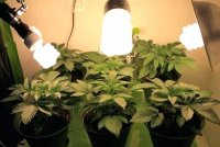 compact-fluorescent-grow-lights-plants-best-t5-light-do-bulbs-work-as.jpg