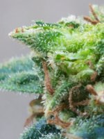 Bud with Tricombs 3.jpg