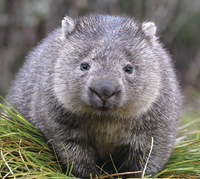 wombat.png