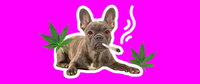 BB_Dog_Smoke-1280x533.jpg