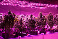 grow-led-8166.jpg