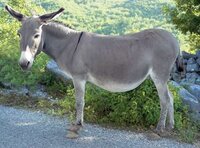 Donkey.jpg