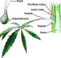 2525_6_224-male-cannabis-plant-parts.jpg