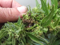 bud rot 001.JPG