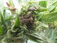 bud rot 002.JPG