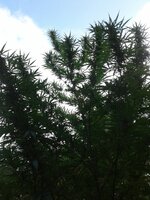 Bud braches against an evening sky.jpg