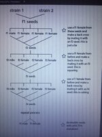 cannabis breeding chart.JPG