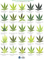 marijuana-deficiency-chart-2.jpg