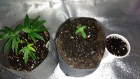 AK clone and WT seedling.jpg