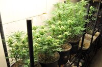 Grow 3 2020 Day 69.jpg