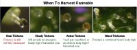 trichome_maturity_guide.jpg