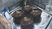 Day 14 Seedlings.jpg