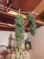 two big colas.jpg