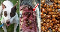 Veterinarian Finds 40 Ladybug Infestation Inside Dog’s Mouth.jpg