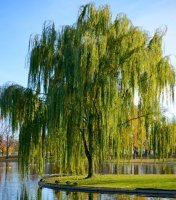 weeping willow.jpg