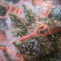 Northern Lights - Day 67.jpg