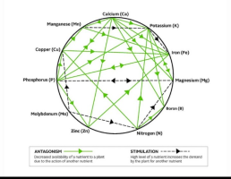 Phosphorus