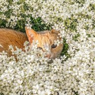 catkins