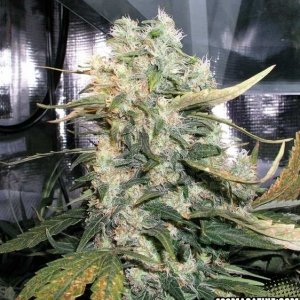 Valley-Queen-Day-56