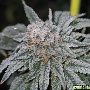 ZINDICA-ICE-2