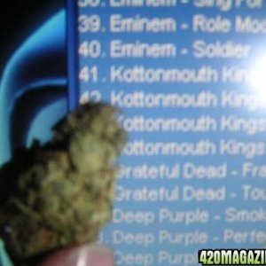 kmk_nug