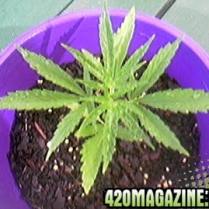 plant_2