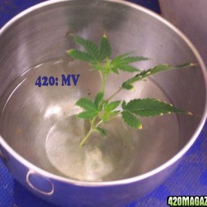 Helping 420 growers with clones