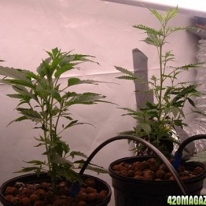 Clones at 1 month