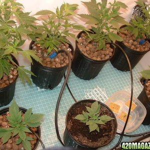 Clones at 1 month