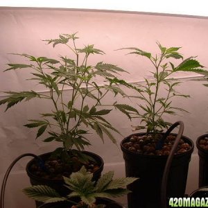 Clones at 1 month