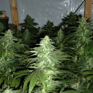 med grow