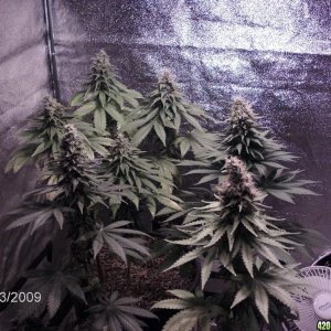 lowryder week 12