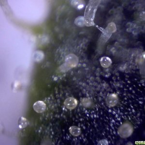 lowryder trichs week 12