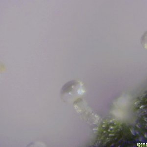 lowryder trichs week 12