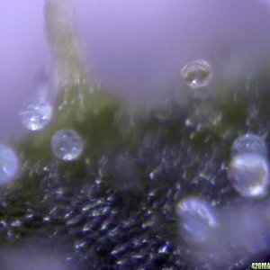 lowryder trichs week 12