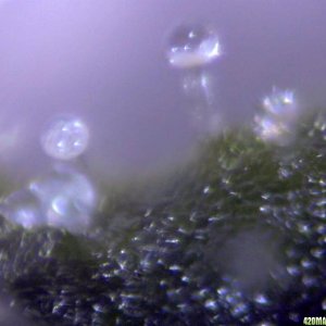 lowryder trichs week 12