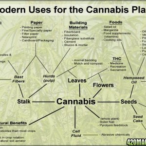 Modern uses for Cannabis