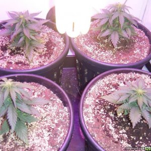 fb#2 day 20 from seed