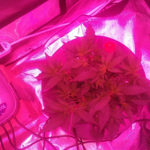 Flower day 1