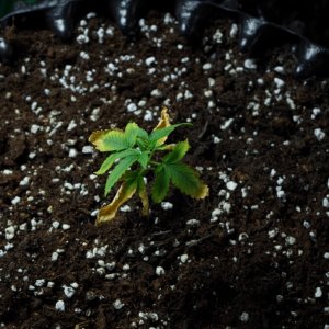 Transplanted girls single pics